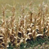Bachmann Dried Corn Stalks (30 Per Pack)